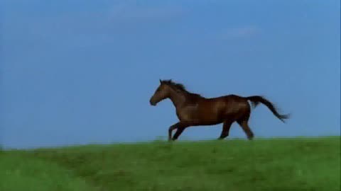 Бегущая лошадь_mpeg1video