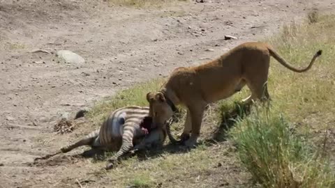 Lion eating fresh hunt Zebra - Amazing Wile Creatures