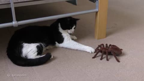 Cat Vs Giant Spider (Tarantula) 2021