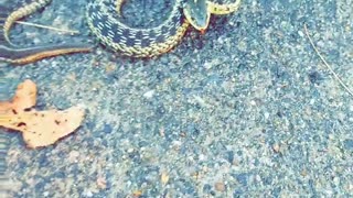 Snake Tries to Save its Family