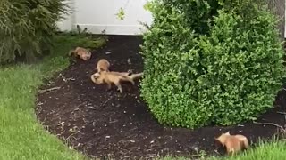 Litter of fox kits play outside in this person's backyard