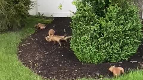Litter of fox kits play outside in this person's backyard