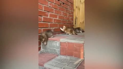 Cat Doing Stunt 😲😲 Everyone Shocked