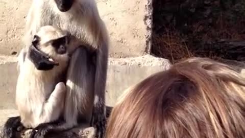 Monkey doesn't like it when you touch her tail!