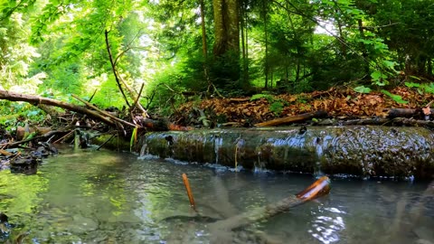 Peaceful Forest with Relaxing Water Sounds 🎧 Birds Sounds to Heal Mind Body & Soul || Lets Relax