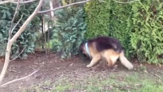 Crazy German Shepherd Dog Playing With Squeaky Toy