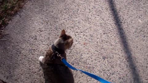 How to train your cat to walk on a leash