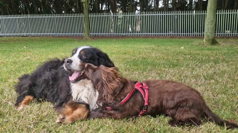 Spaniel is obsessed with Bernese Mountain Dog's teeth