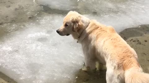 Doggy Attacked by Ice