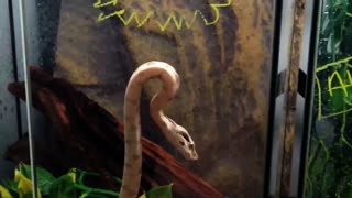 A Snake That Can Stick To Glass?!