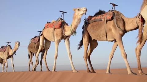 Camels walking in the dessert.