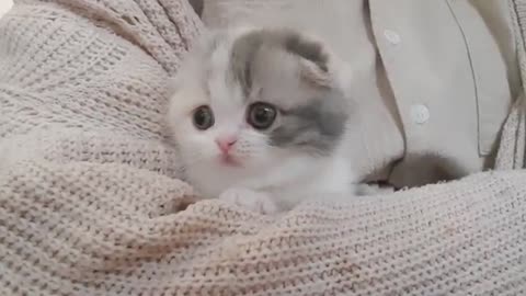 Cute kitten cat lovely 😍 (short legs cat)