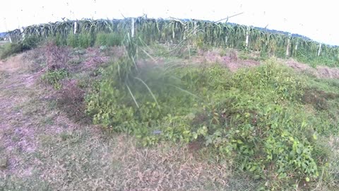 Go to the field in the afternoon to make it dark, prepare the field and grow peppers