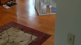 Adorable puppy escapes