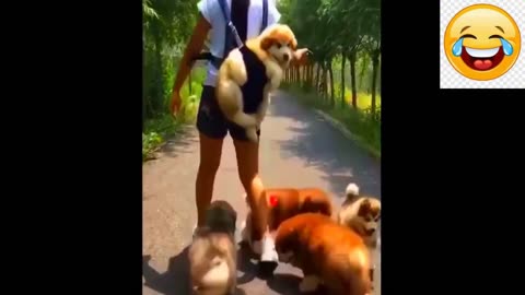 New Funny Animals Video 2024 | Funniest Cats and Dogs Videos | New Funny Video Of Cat And Dogs #375