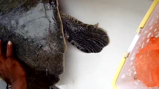 Sea Turtles Rescued by Fishermen