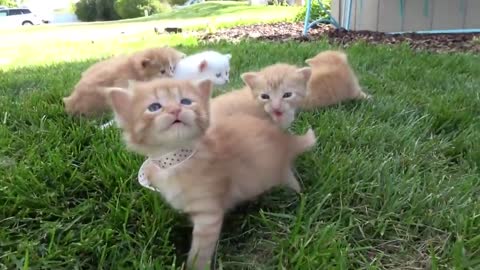 Very Funny Cats and kittens