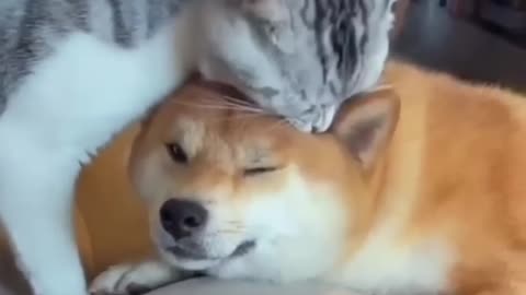 Unlucky friendship ; Cat And Dog