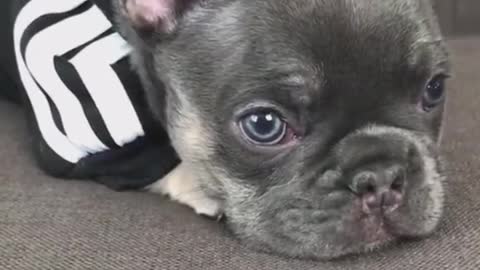 Adorable Little French Bulldog Ready for His Workout - Sorta