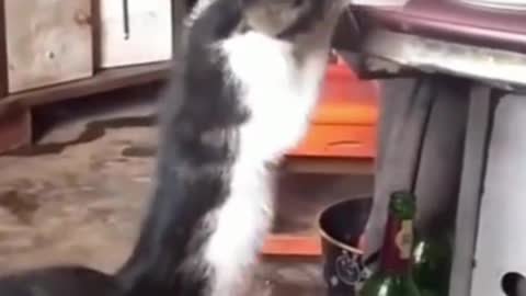 The cat could not take food even after suffering a lot