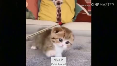 funny cat videos too cute #5
