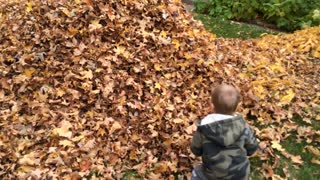 Toddler Boy Gets Lost In Giant Pile Of Leaves