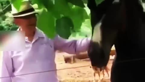 Funny video human vs animal