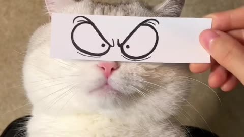 Funny cat videio