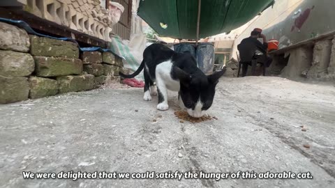 Hungry Street Cat came Running after Smelling the Yummy Food!