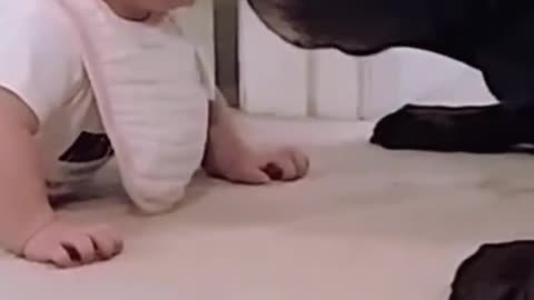 Baby's first crawl and a congratulatory kiss from her best friend dog