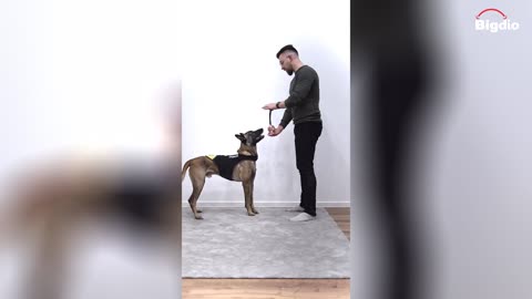 Control & Trust Training with Toy #dogtrainingtips #shorts