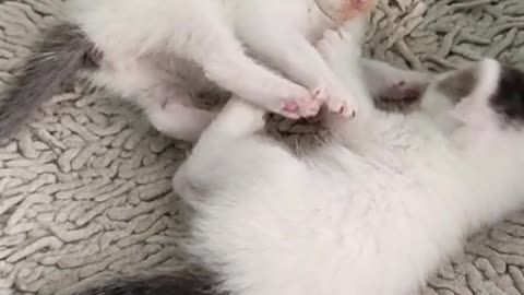 Cat playing with baby