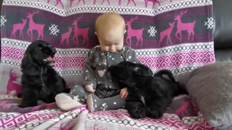 Adorable baby couch time with Cocker puppies