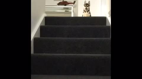 Husky Puppy vs Stairs