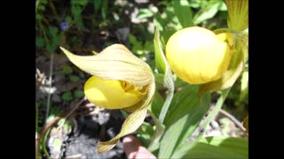 Small Beauties Yellow Lady Slippers Aug 2021