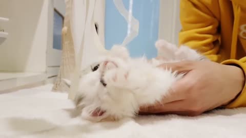 Cute munchkin kitten playing