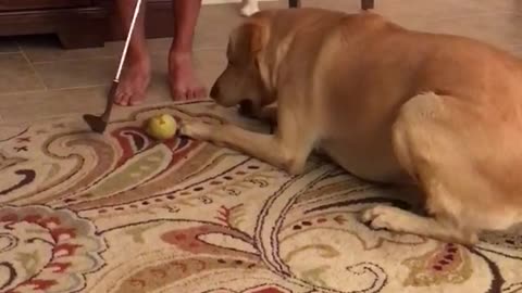 Cream dog wanting to get ball every time owner tries hitting it