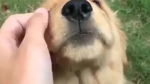 Cuddling Cute Puppy | Golden Retreiver Puppy Cuddles