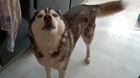 Husky screams