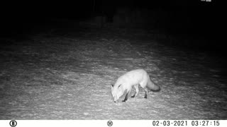 Fox on Trailcam Greenwood Indiana