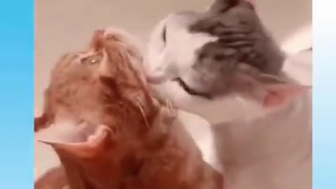 Funny Cat Video 😹 - Don't try to hold back Laughter 😂