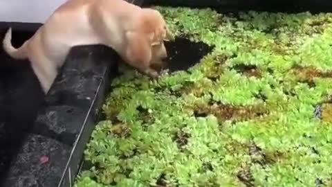 The dog tries to play with the fish.