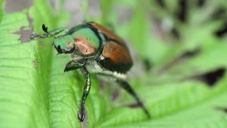 Japanese Beetle In My Garden