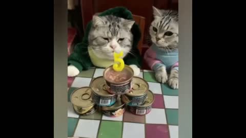 Best funny cats video of 06/2021 (compilation)