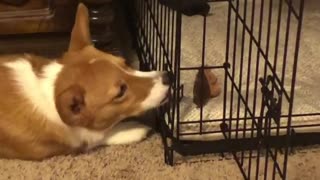Corgi tries to rescue her toy from the cage