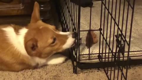 Corgi tries to rescue her toy from the cage