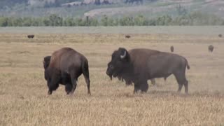 Bison Fight it Out in a Field