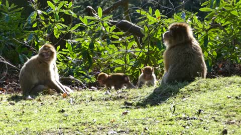 Babari macaque