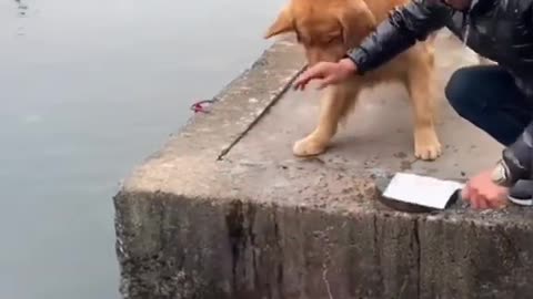 Best Kind Dog Saving Life Of Fishes _ Dog helping others _ Dogs are most beautifull creatures.