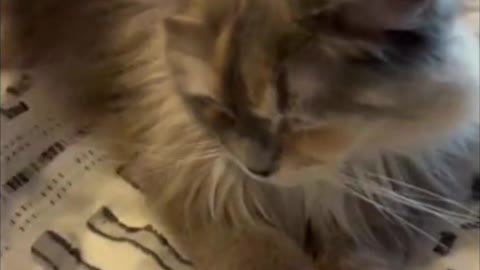 Cuddly Ragdoll Cat Missy Loves Affection and Baby Talk #shorts
